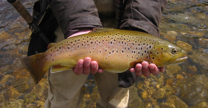 River Wharfe Brown Trout