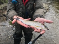 River Wharfe Grayling