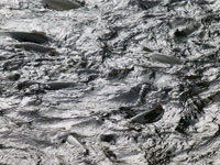 Fish in stock ponds